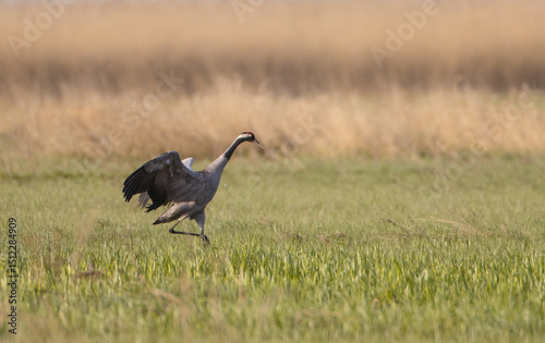 The common crane - male bird at a wetland in summer