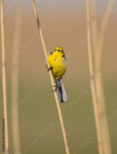 Citrine Wagtail - male bird at a wetland in spring