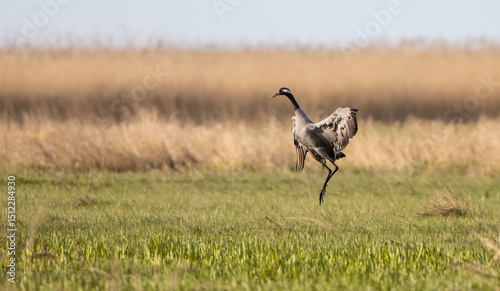 The common crane - male bird at a wetland in summer