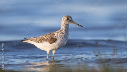 Common Greenshank feeding at a wetland in spring on a migration way