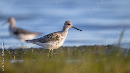 Common Greenshank feeding at a wetland in spring on a migration way