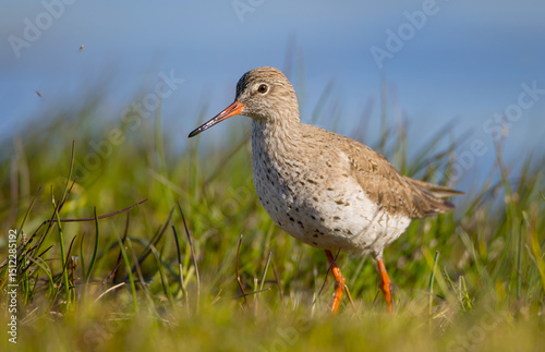 Common Redshank at a wetland on a spring migration way