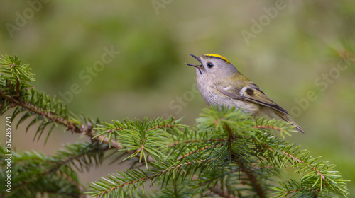 Goldcrest - male bird at forest in spring