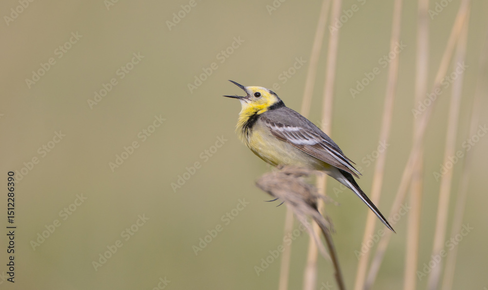 Fototapeta premium Citrine Wagtail - male bird at a wetland in spring