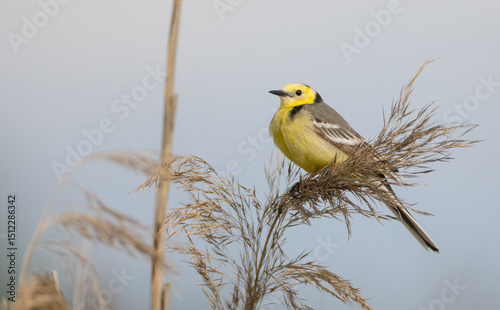 Citrine Wagtail - male bird at a wetland in spring