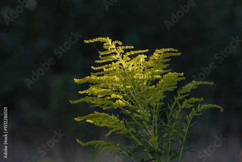 A plant with vibrant yellow leaves or flowers, bathed in sunlight, highlighting its delicate structure and seasonal color	
