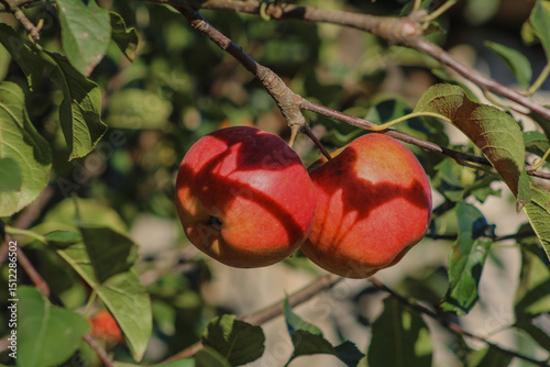 Two apples hanging from a tree branch, their rich colors contrasting with the surrounding leaves, signaling a fruitful harvest	
