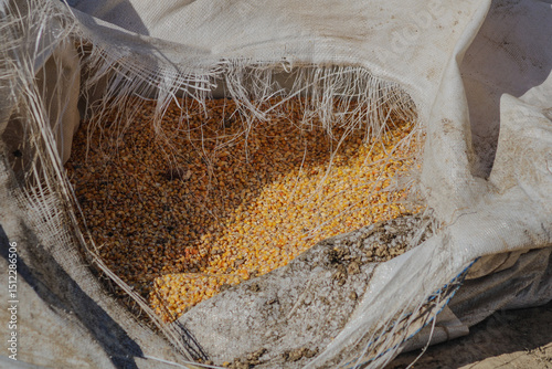 A close-up of an open sack filled with yellow corn kernels and other granular materials, emphasizing the organic texture and natural food source	
