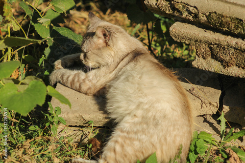 A fluffy cat resting among plants and branches, partially shaded by the surrounding greenery. The cat's relaxed posture blends harmoniously into the natural setting	
