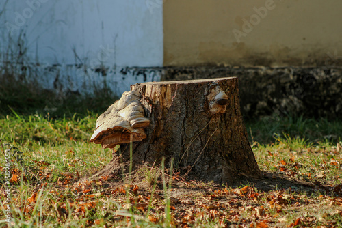 Another tree stump with fungi growth, focusing on the rugged bark and the delicate details of the mushrooms