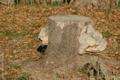A tree stump with large fungi growing on its side, highlighting the organic shapes and earthy tones of the scene	
