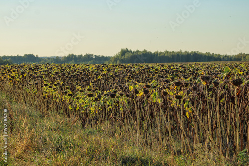 A field of sunflowers at the end of their growing season, with dried-out flowers and a forested area in the background, capturing a late-summer or early-autumn atmosphere	
