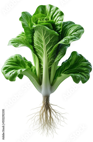 Lettuce, salad greens, vegetables, plants, roots, leaves, stems, side dishes, long-rooted vegetables, long-rooted plants, long-rooted fruits, productive roots, green vegetables, fibrous roots, taproot