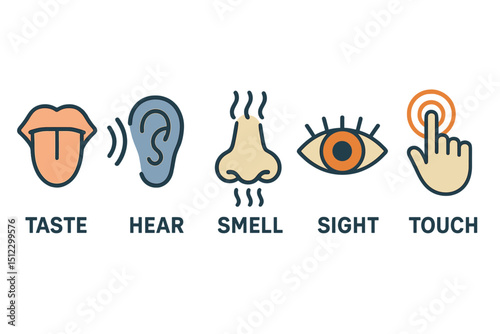Trendy vector illustration representing the five senses of taste, hearing, smell, sight, and touch