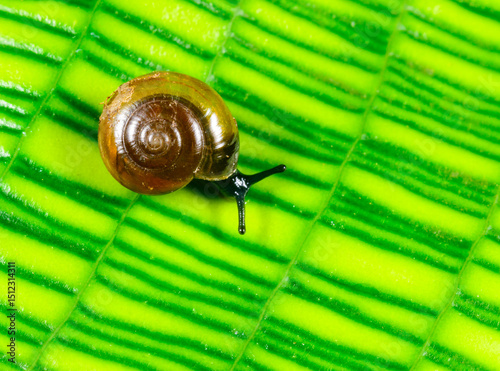 Oxychilus translucidus (Stylommatophora, Zonitidae) - small mollusk with a transparent yellow shell on a green leaf of a plant photo