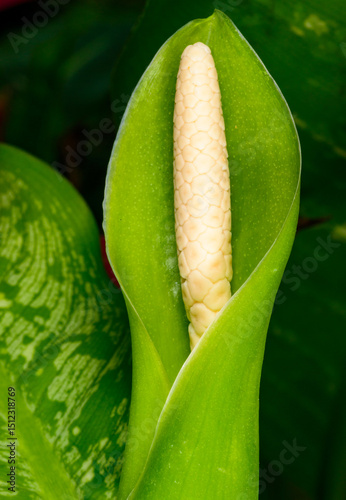 Dieffenbachia flower in spring in a botanical collection in a greenhouse, Odessa photo