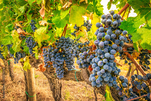 Chianti grapes ready for harvest