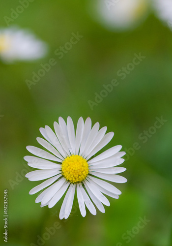 Beautiful close-up of bellis perennis