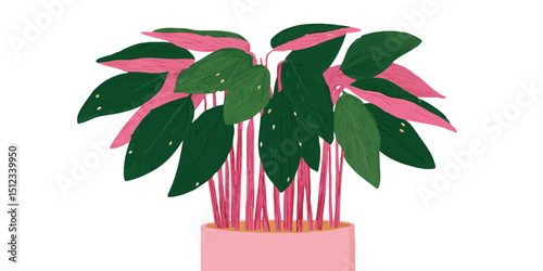 A vibrant indoor plant bursts with life, its striking combination of lush green leaves and pink accents set against a clean backdrop. A delightful pop of botanical beauty.