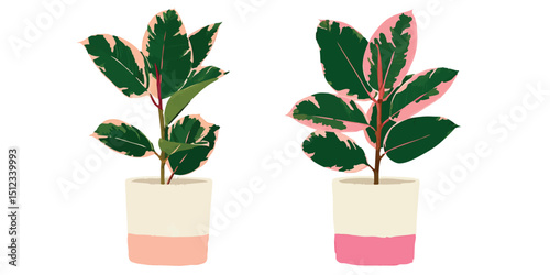 Vibrant pink and green potted plants, showcasing the beauty of nature.