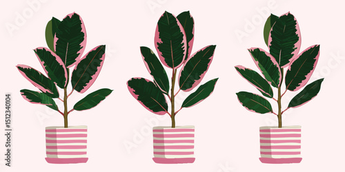 Three vibrant potted plants in matching striped pots, each showcasing lush foliage. A touch of indoor freshness, highlighting botanical beauty and design elegance.