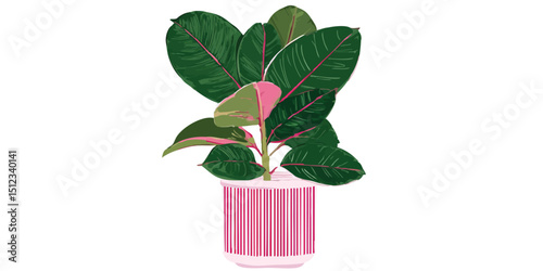 A vibrant indoor rubber plant in a chic pink pot. Perfect for adding a touch of freshness and style to your interior design project.
