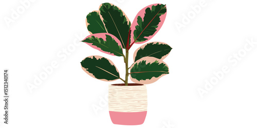 Vibrant rubber plant with variegated foliage in a textured pot, evoking a sense of natural elegance and botanical charm.