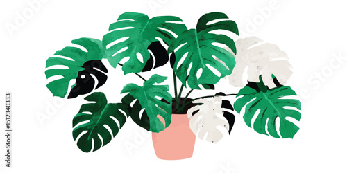 A vibrant monstera deliciosa plant, with its iconic split leaves in shades of green and white, flourishes in a simple pink pot.