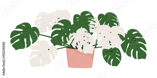 A stunning Monstera plant in a pot, its lush green and white leaves create a beautiful decorative element in a home interior.