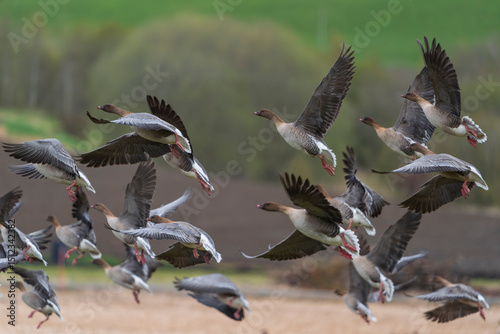 The pink-footed goose (Anser brachyrhynchus)