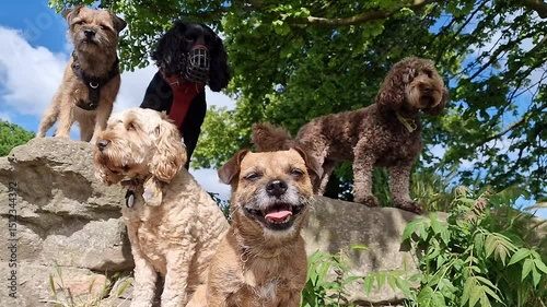 Happy Calm and Obedient Pack of Dog Friends of Various Breeds Including Border Terrier, Cockapoo, and Spaniel Relaxing Together at a Sunny Dog Park with Blue Skies