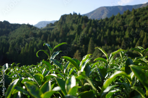 A close-up view of vibrant green tea leaves growing in a lush tea plantation. The sunlight highlights the fresh, glossy leaves in the foreground, countryside of Kyoto, Japan