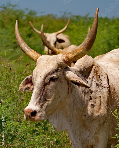 West Africa. Senegal. Portrait of the sacred cow Zebu with large sharp horns at a watering hole near a small lake.