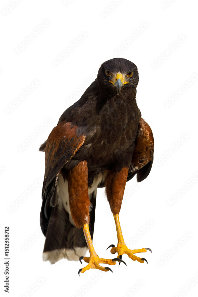 Fototapeta premium Hawk at sunset. Harris's hawk, Parabuteo unicinctus, isolated on white background. Bird of prey hunting in wild nature. Beautiful raptor known as dusky or wolf hawk. Hunts cooperatively in group.