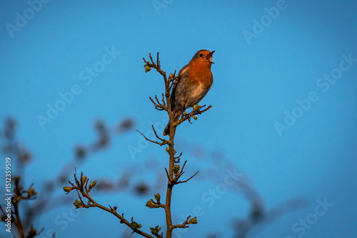 Robin singing against blue sky background
