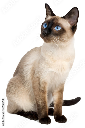 siamese cat isolated on white