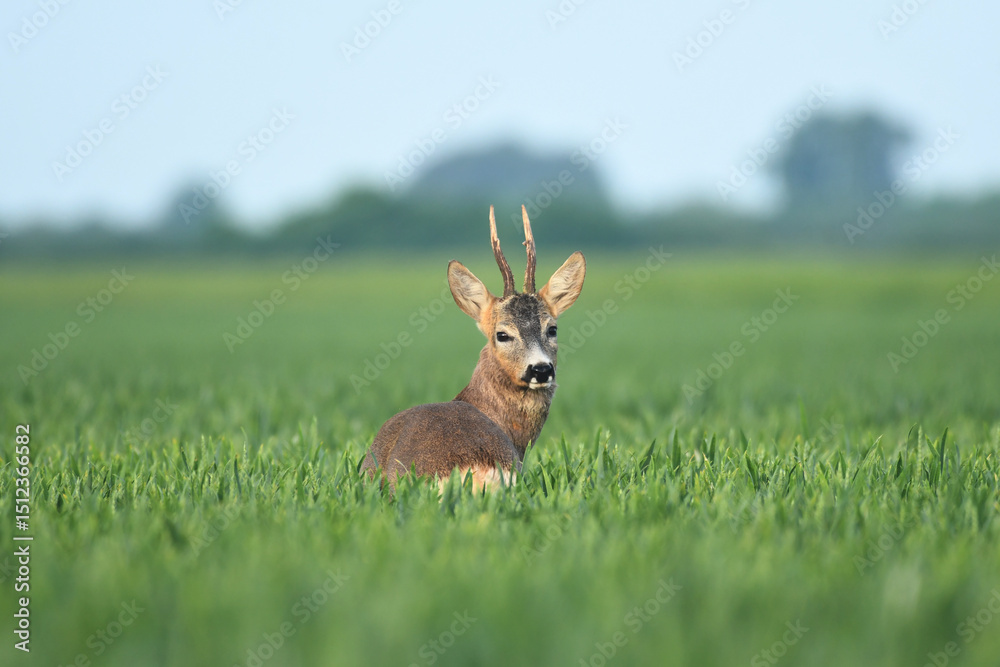 Roebuck capital in the grass