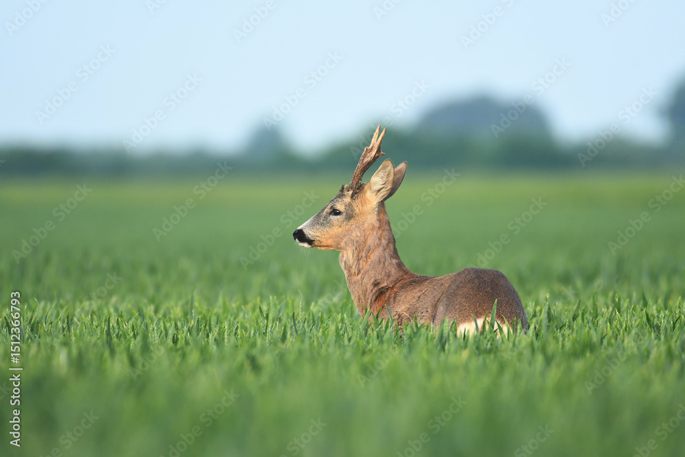 Roebuck capital in the grass Roebuck capital in the grass