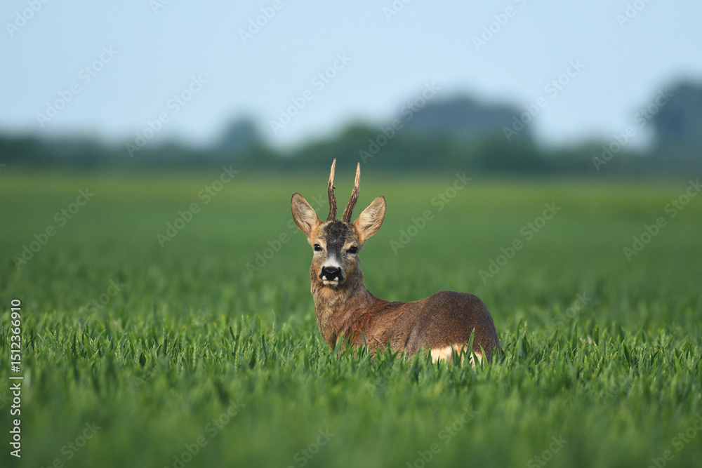Roebuck capital in the grass Roebuck capital in the grass