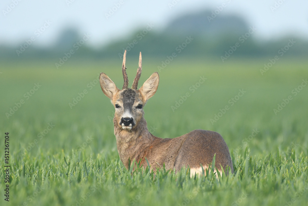 Roebuck capital in the grass Roebuck capital in the grass