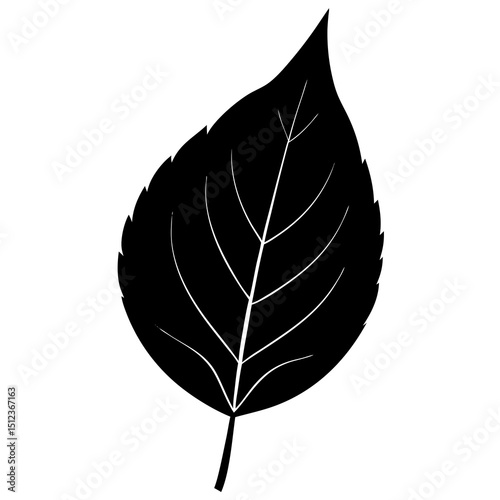 black leaf isolated on white background 