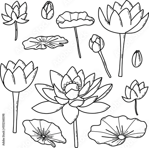 Hand-Drawn Lotus Flowers and Leaves in Black and White Illustration.  Beautiful hand-drawn illustration of lotus flowers and leaves in detailed black and white style. Perfect for coloring pages