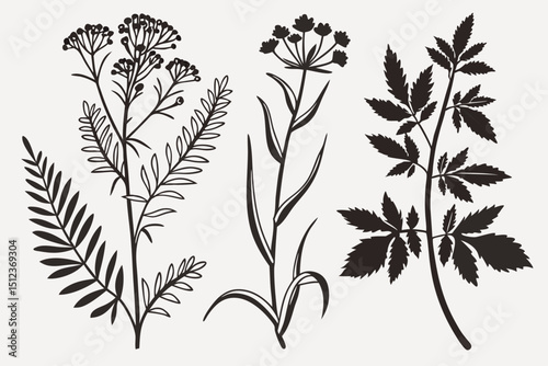 Botanical illustration featuring three distinct plant species in a minimalist style design art
