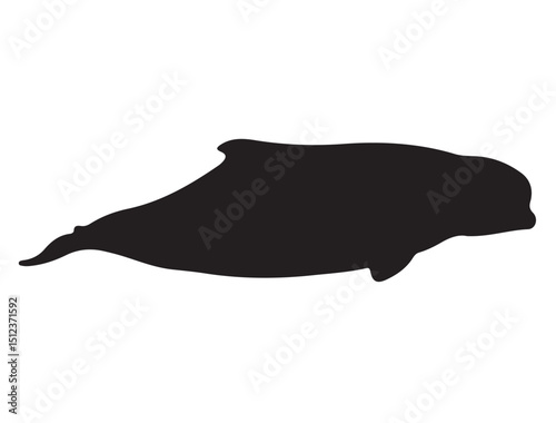 Beluga Whale Silhouette