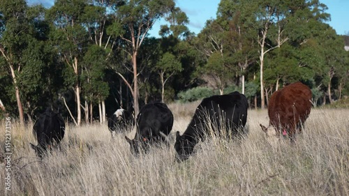 wagyu angus cows Mixed Herd of Healthy Beef Cattle Grazing on Lush Green Pasture. Regenerative Sustainable Australian Agriculture, Responsible Livestock Farming, and Natural Environment in Australia