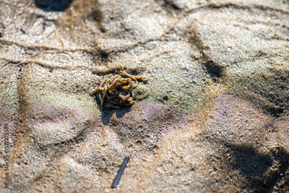 Fototapeta premium Macro View of Balanus sp. on Coastal Rock
