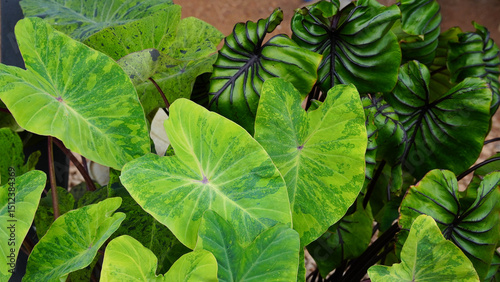 green leaves pharaoh mask elephant ear or colocasia pharaoh mask,Araceae on natural background