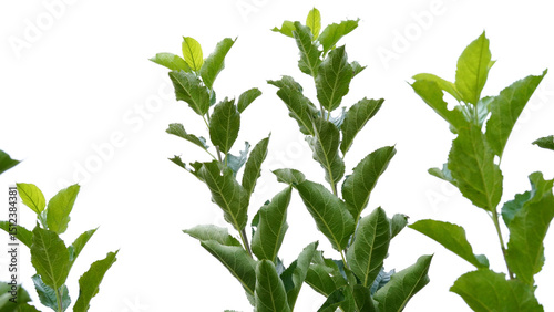 Close up of apple leaves on white background