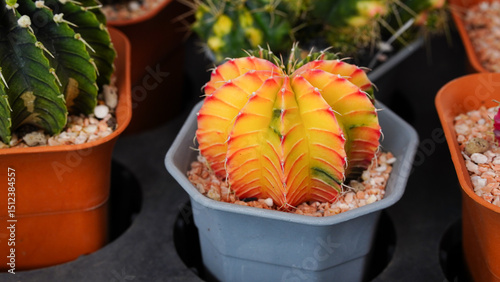 Group of Gymnocalycium variegated cactus collecting in greenhouse.
