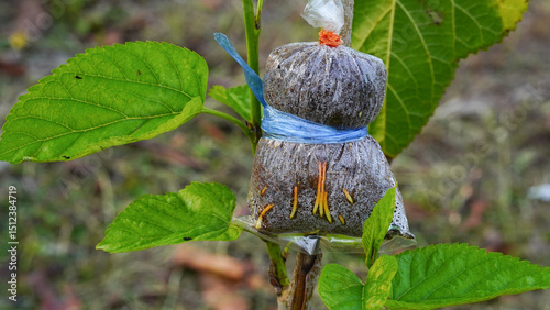 Cropped Hand Holding Grafting Tree Branch With Wet Coconut Husk In Plastic Bag